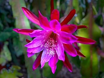 pink heirloom flower seeds