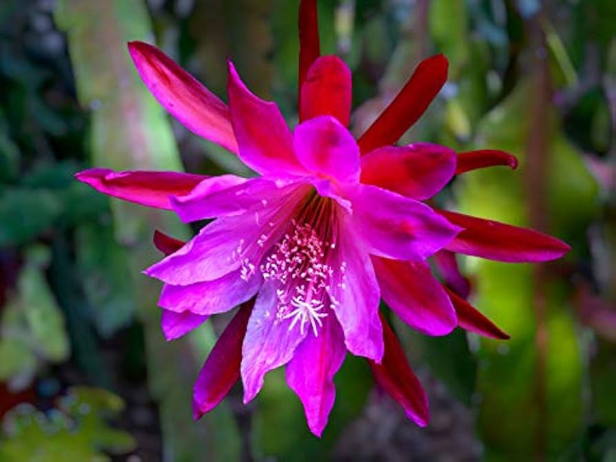 Pink Epiphyllum Oxypetalum Blomsterfrø 100 stk