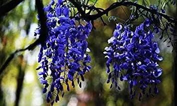 blue wisteria flower seeds