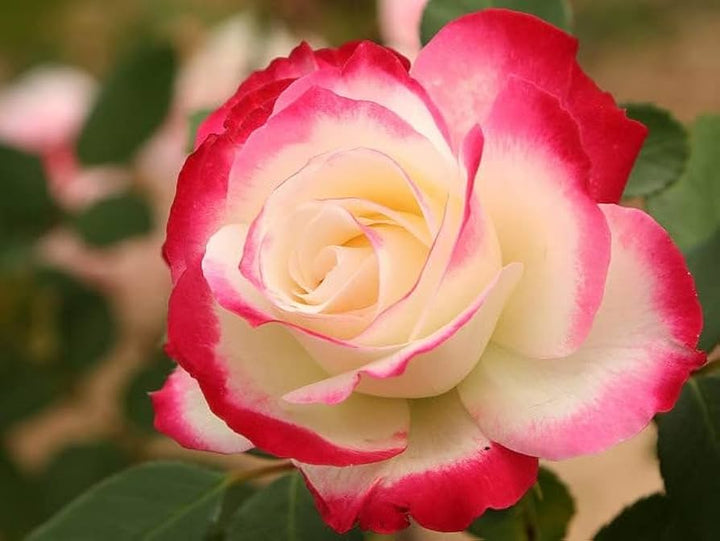 Osiria Rose Flower Seeds for Planting - Pink 100 pcs