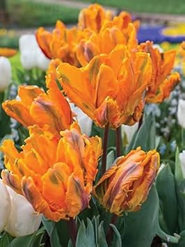 Flower Seeds, Seeds for Planting, Plant Seeds