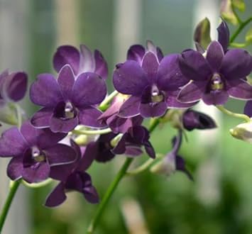 Flower Seeds, Seeds for Planting, Plant Seeds