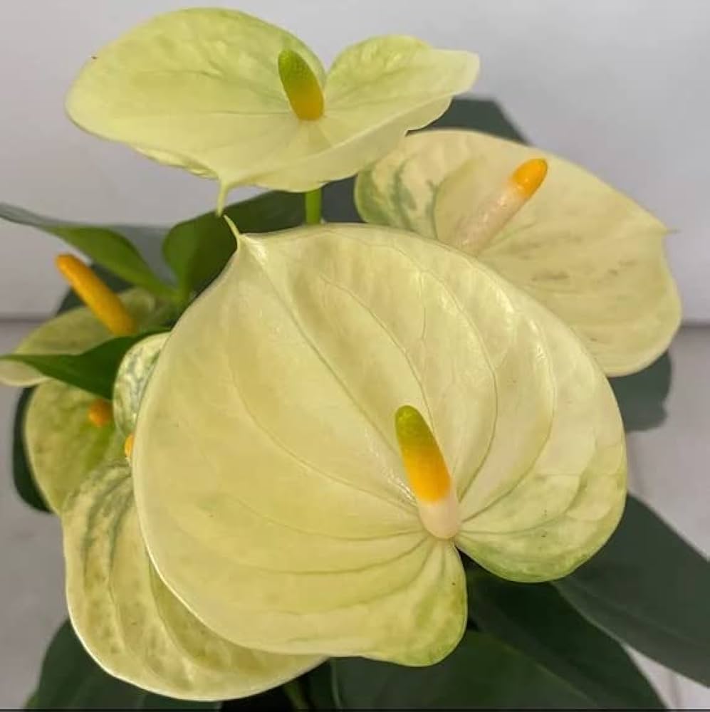 Lysegul Anthurium Linden Blomsterfrø til udplantning - 100 stk