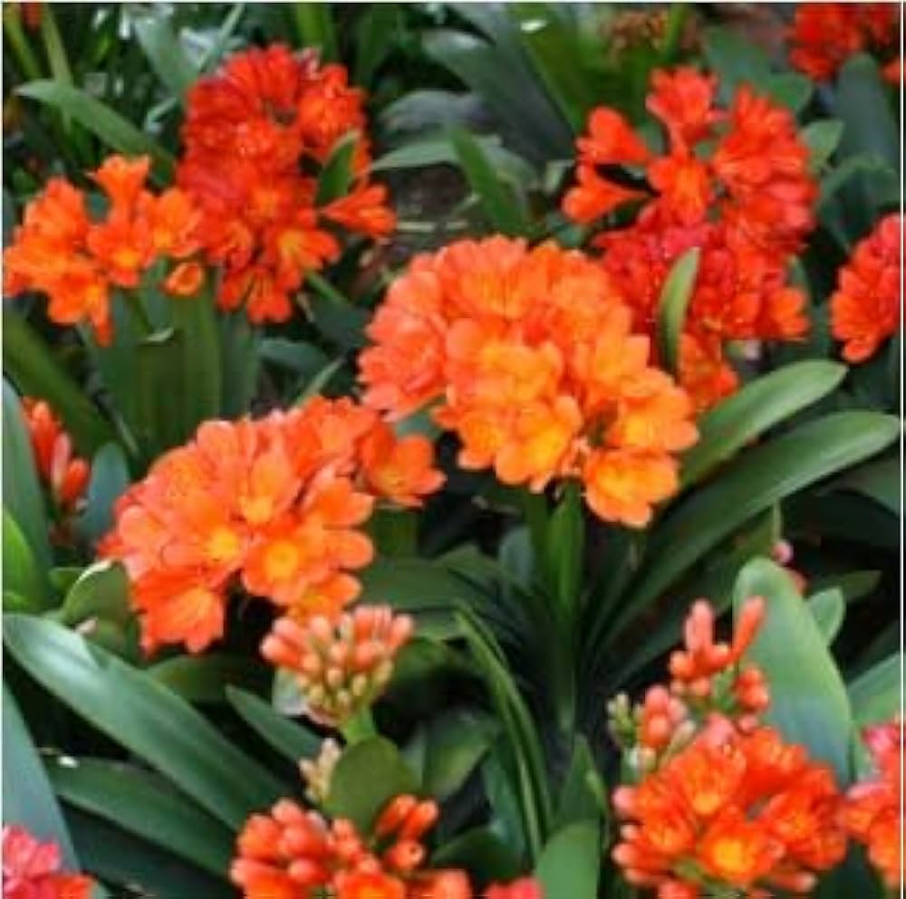 clivia lily flower seeds