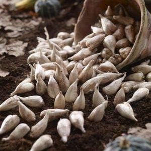 freesia flower seeds Mixed Color Freesia Seeds – Non-GMO – Neeraseeds