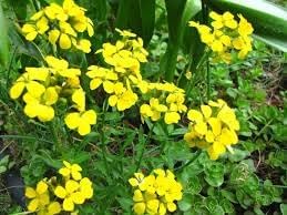 heirloom non flower seeds