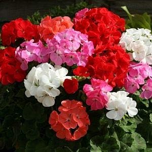 mixed geraniums flower seeds