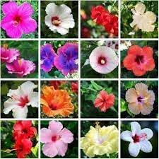 Flower Seeds, Seeds for Planting, Plant Seeds