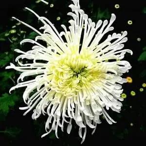 japan spider flower seeds