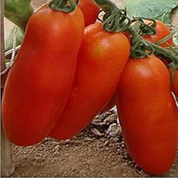 Light Red Tomato Seeds for Planting
