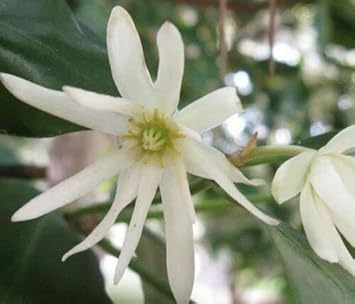 Flower Seeds, Seeds for Planting, Plant Seeds