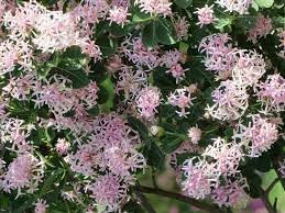 Flower Seeds, Seeds for Planting, Plant Seeds