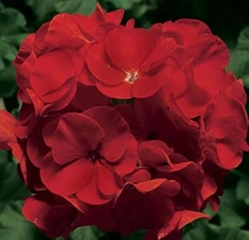 Flower Seeds, Seeds for Planting, Plant Seeds