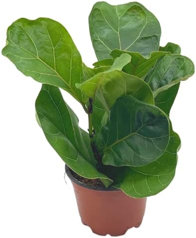 Green Ficus Lyrata Tree Plant Seeds for Planting – Heirloom Non-GMO | High Germination Organic Garden Seeds