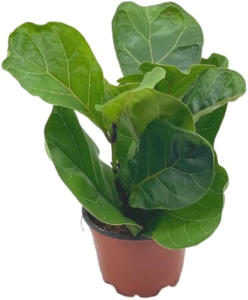 Green Ficus Lyrata Tree Plant Seeds for Planting – Heirloom Non-GMO | High Germination Organic Garden Seeds