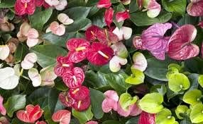 Flower Seeds, Seeds for Planting, Plant Seeds