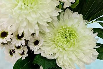 green white flower seeds