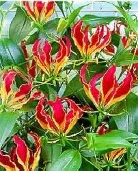Flower Seeds, Seeds for Planting, Plant Seeds