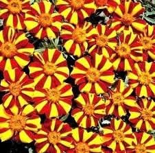 Flower Seeds, Seeds for Planting, Plant Seeds