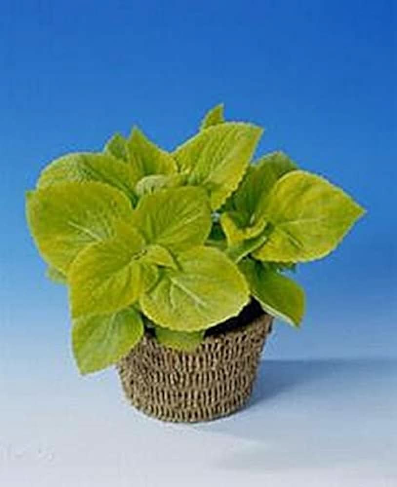 coleus giant flower seeds