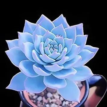 blue echeveria flower seeds