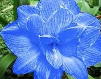blue hippeastrum flower seeds