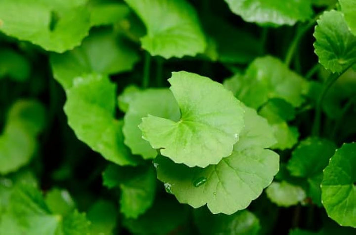 Grønne Gotu Kola Urteplantefrø til medicinske og helbredende haver 100 stk