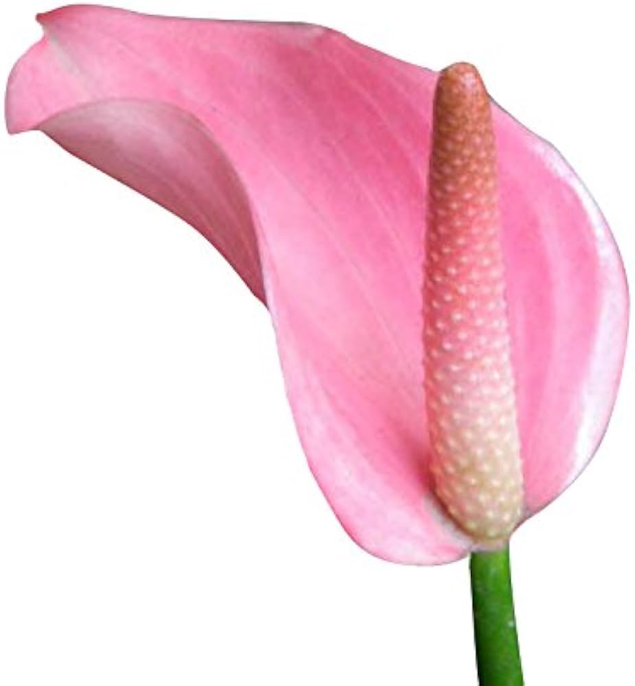 pink rare flower seeds