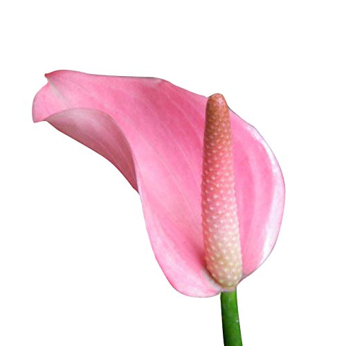 Anthurium Pink Flower Seeds for Planting - 100 pcs