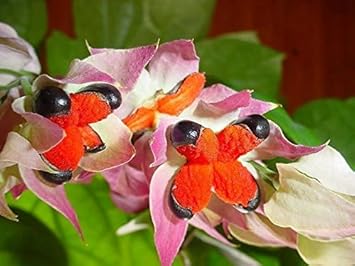 pink orange flower seeds