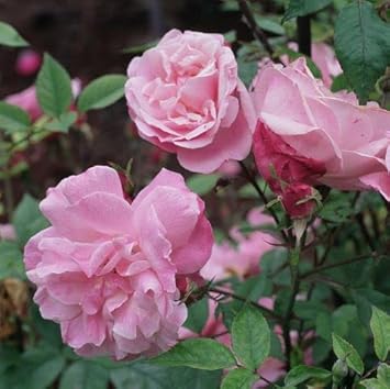 pink climbing flower seeds