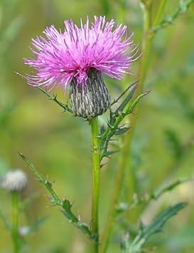 cirsium muticum flower seeds