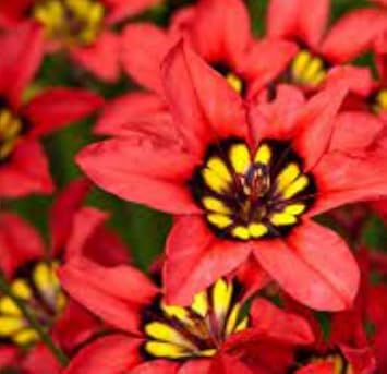 Flower Seeds, Seeds for Planting, Plant Seeds