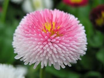 Flower Seeds, Seeds for Planting, Plant Seeds