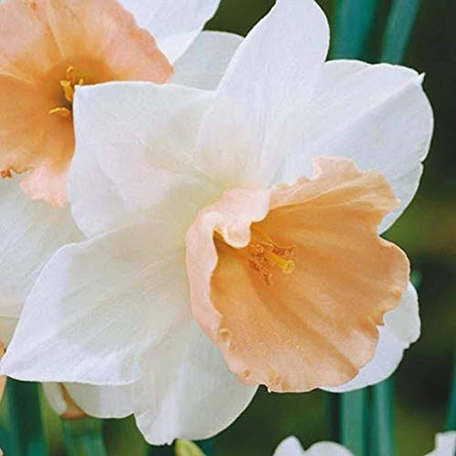 White Orange Double Petal Daffodil Seeds for Planting - 100 pcs