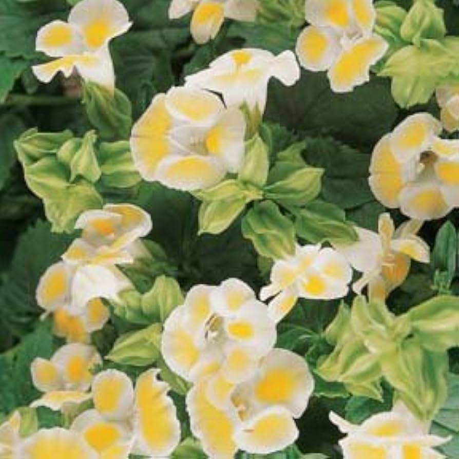 torenia torenia flower seeds
