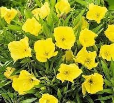oenothera missouriensis flower seeds