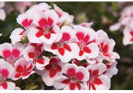 red white flower seeds