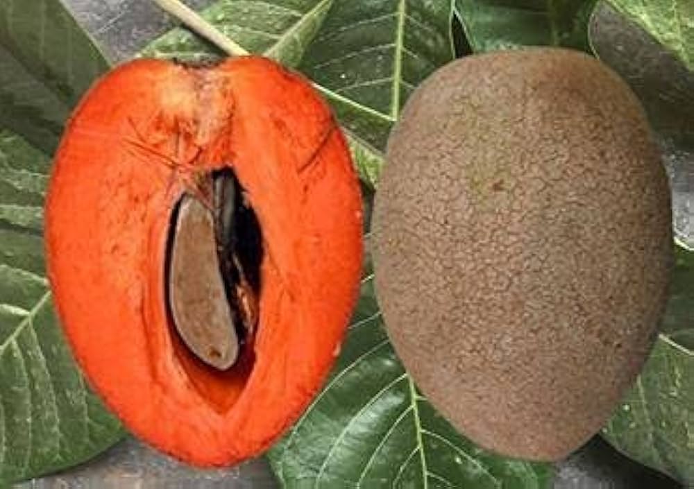 Sapote Seeds for Creamy, Sweet Tropical Fruits  100 pcs