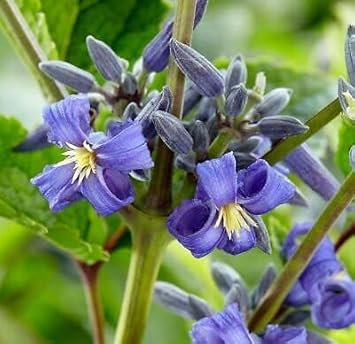 Flower Seeds, Seeds for Planting, Plant Seeds