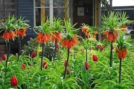organic imperialis flower seeds