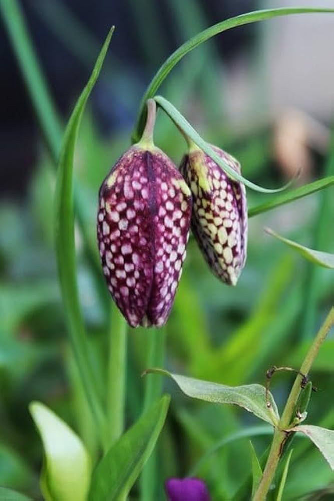 fritillaria persica flower seeds