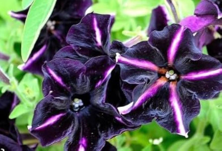 Black Purple Petunia Flower Seeds for Planting - Heirloom, NON-GMO, Beautiful Garden Blooms