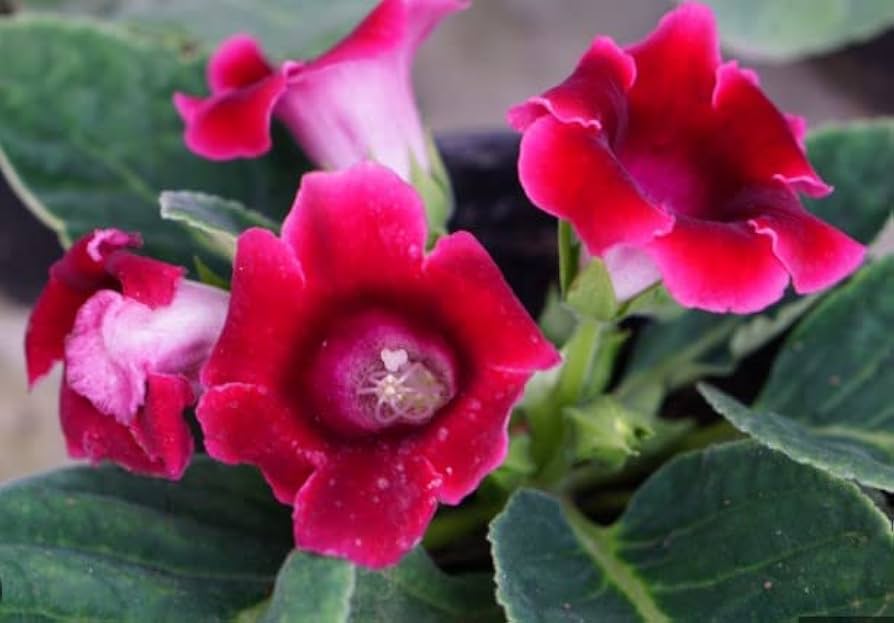 Gloxinia Blomsterfrø til Plantning Rød 100 stk