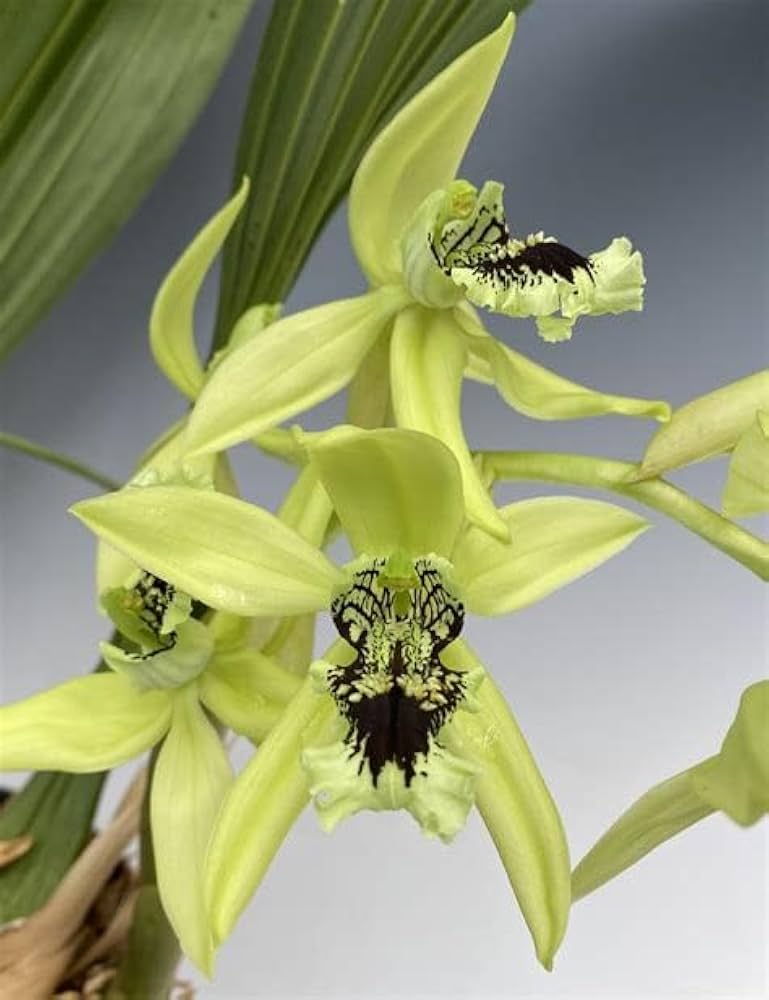 orchid balcony flower seeds