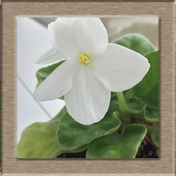 Flower Seeds, Seeds for Planting, Plant Seeds