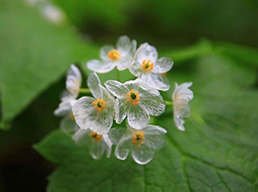 transparent rain flower seeds