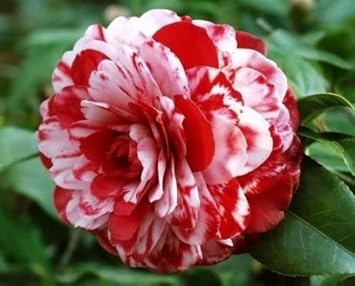 red white flower seeds