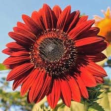mini sunflower seeds for planting Red Mini Sunflower Seeds for Planting – Heirloom, Non-GMO, High Germin – Neeraseeds