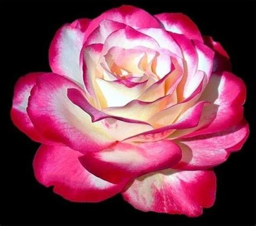 Osiria Rose Flower Seeds for Planting - Pink 100 pcs